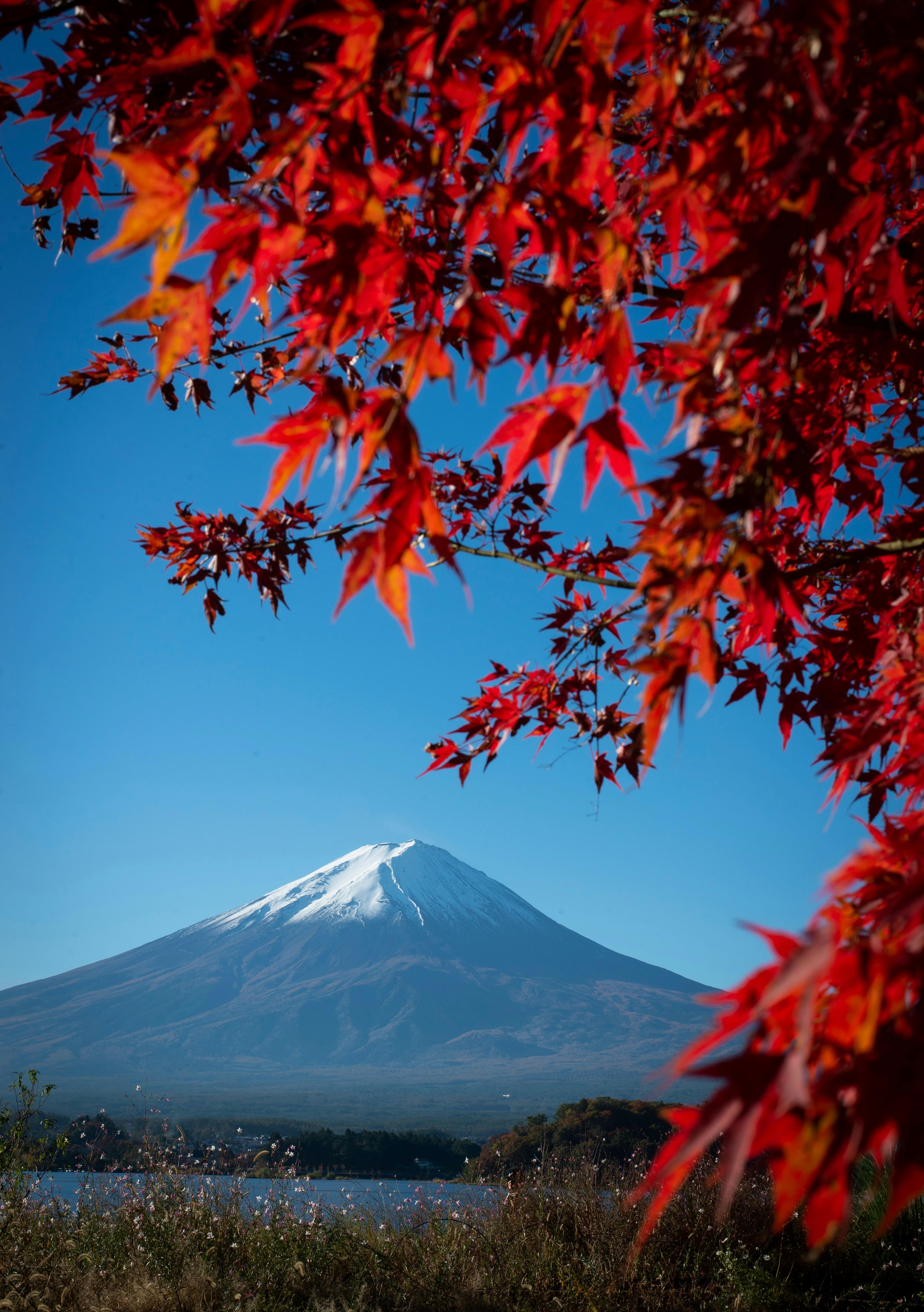 Fuji photo